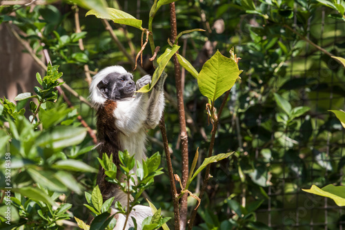 Saguinus oedipus - Tamarin Pinscher - a little cute monkey