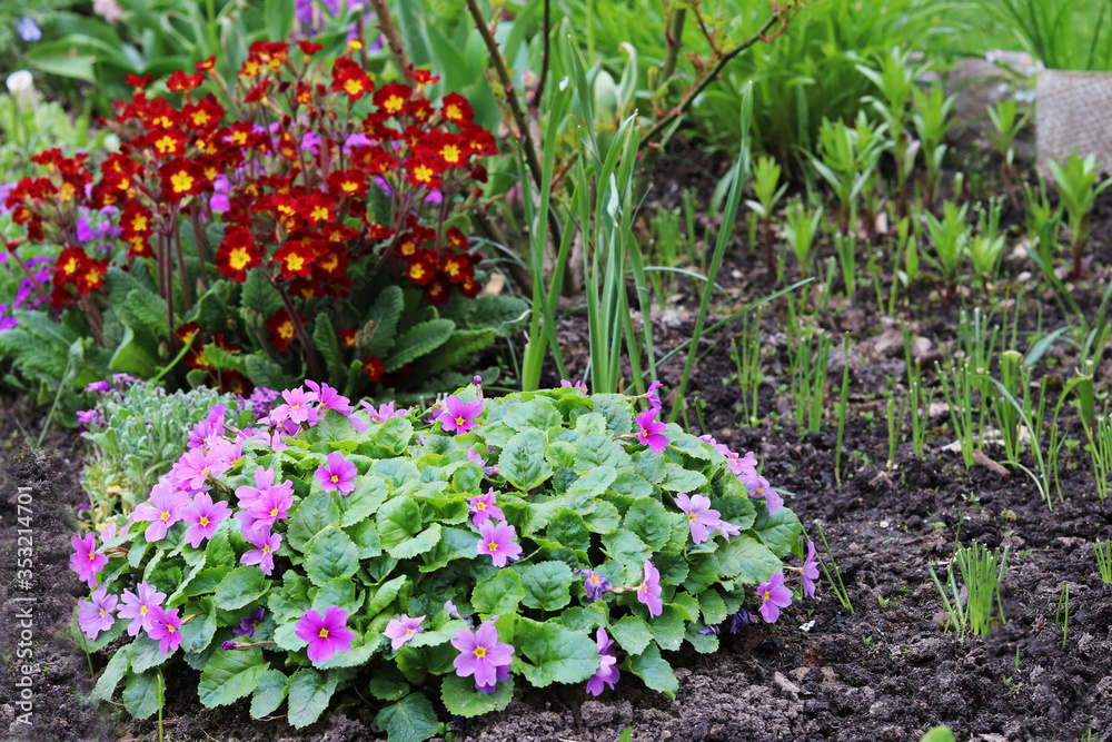 spring flowers in the garden spring flowers in the garden