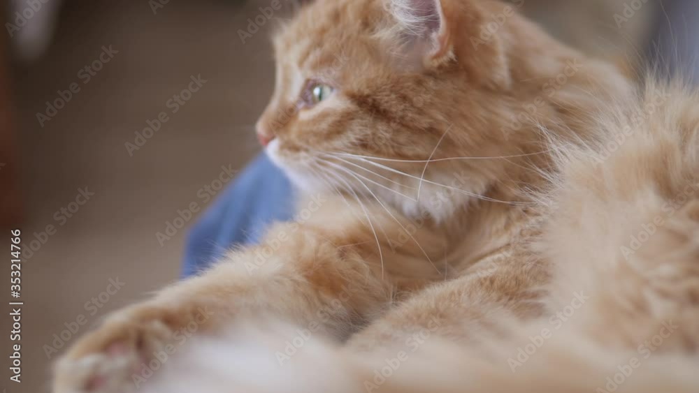 Cute ginger cat. licks on man's knees. Fluffy pet purrs with pleasure. Cozy home. Cute ginger cat. licks on man's knees. Fluffy pet purrs with pleasure. Cozy home.