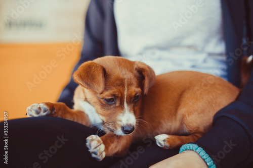 Cute little puppy playing in woman's lap.