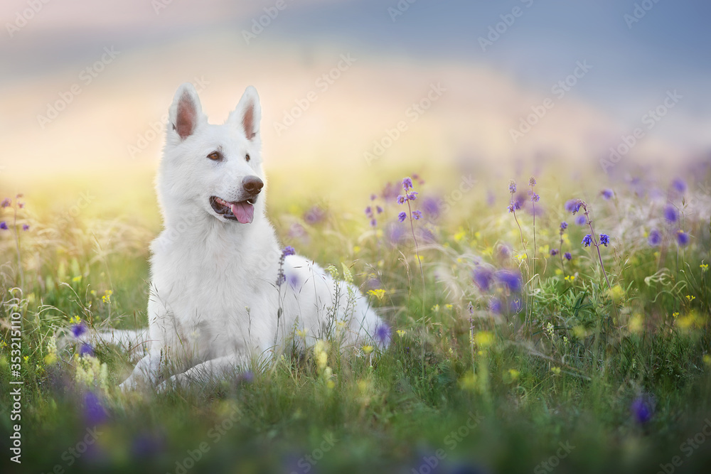 White Swiss Shepherd Dog on spring medow flowers at sunset White Swiss Shepherd Dog on spring medow flowers at sunset