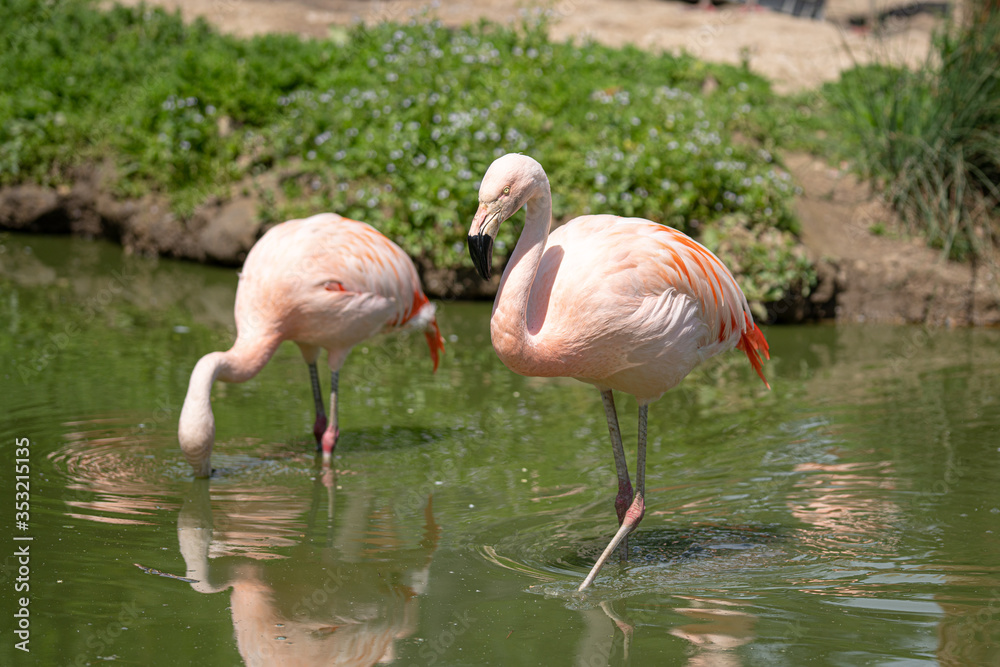 Flamingos walking through pond and feeding Flamingos walking through pond and feeding