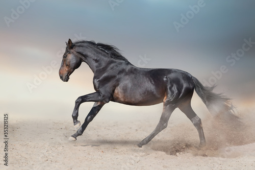 Bay stallion free run fast on desert dust