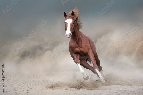 Fototapet Beautiful red horse running on desert storm