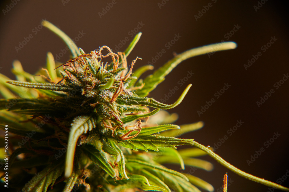 Cogollo de Marihuana 6