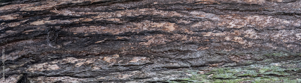Panorama of the bark of deciduous tree bark. Embossed texture of gray tree bark.