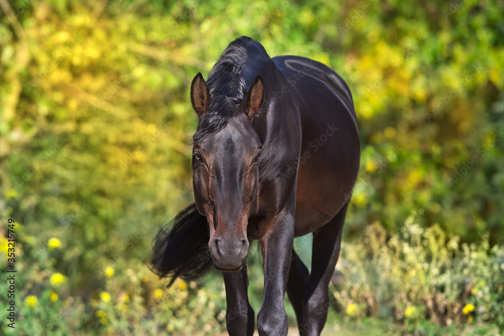 horse in the field