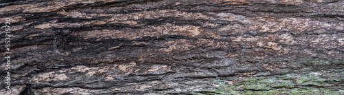Panorama of the bark of deciduous tree bark. Embossed texture of gray tree bark.