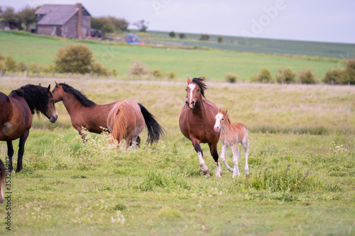Mare and Foal running through the fields together