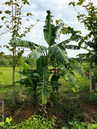 Banana tree in thailand