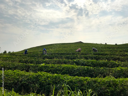 Working people in tea plantation