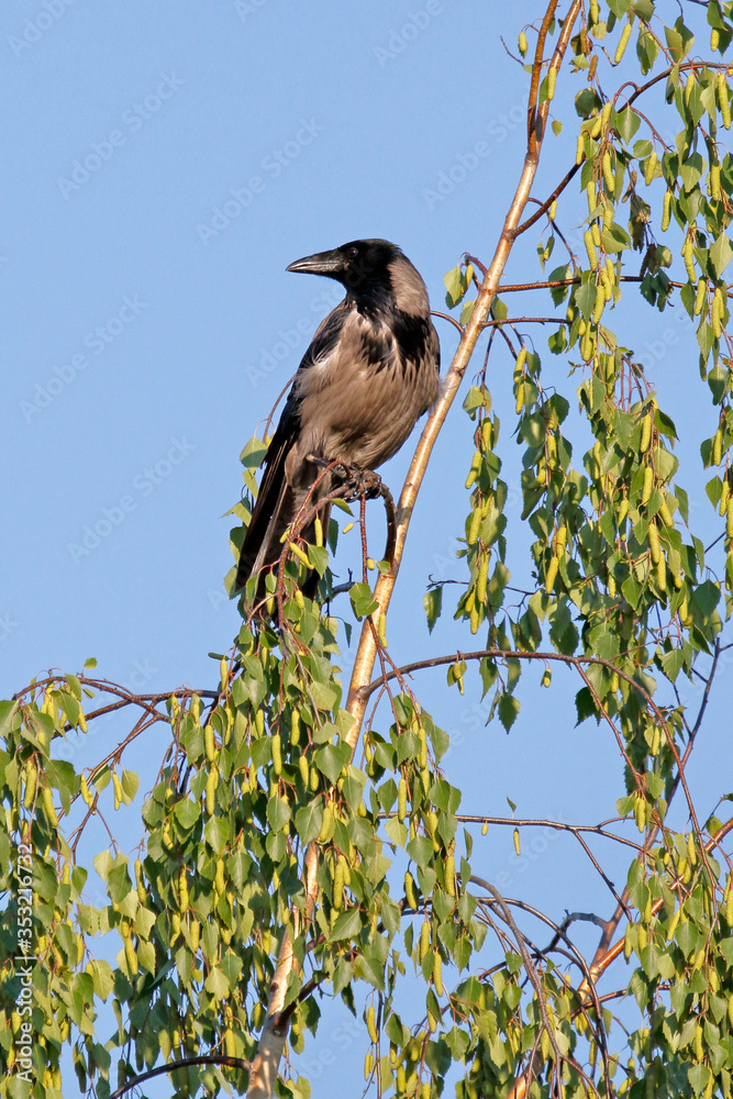Aaskrähe auf einer Birke Aaskrähe auf einer Birke