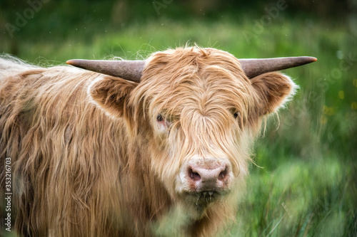 Young highland cow with long hair and small horns grazing in a meadow in Northern Scotland. 