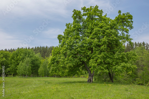 oak in a spring green meadow, in the background a forest