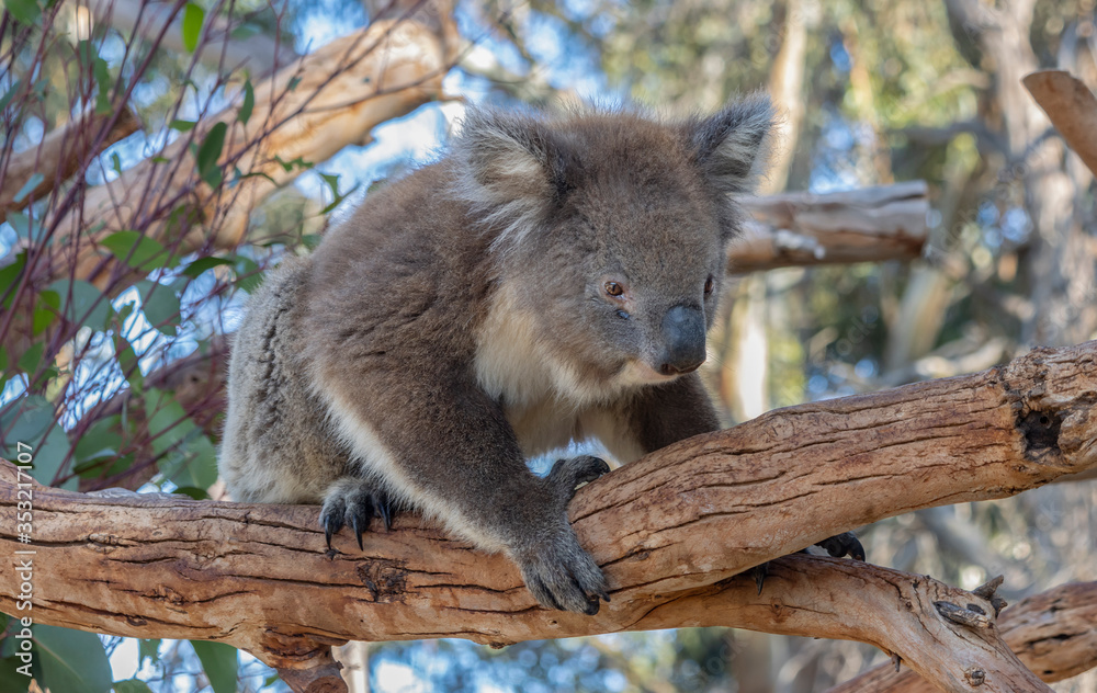 A Koala in a Tree A Koala in a Tree