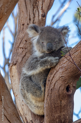 Photography A Koala in a Tree