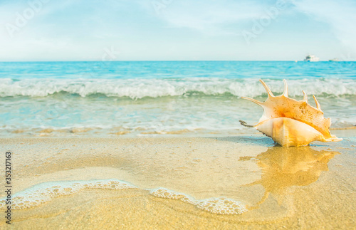 sea shells on tropical sand turquoise sea, summer vacation travel concept