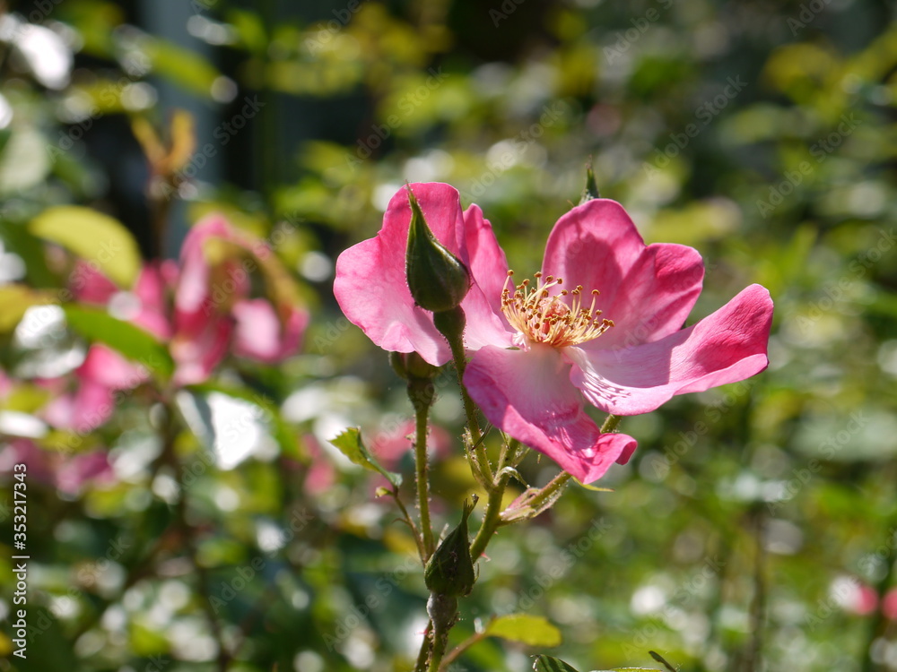 Obraz premium Blüten im Mai
