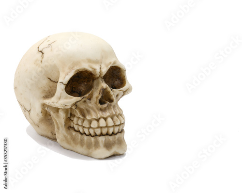 Excellent reproduction of a human skull with clearly visible tee