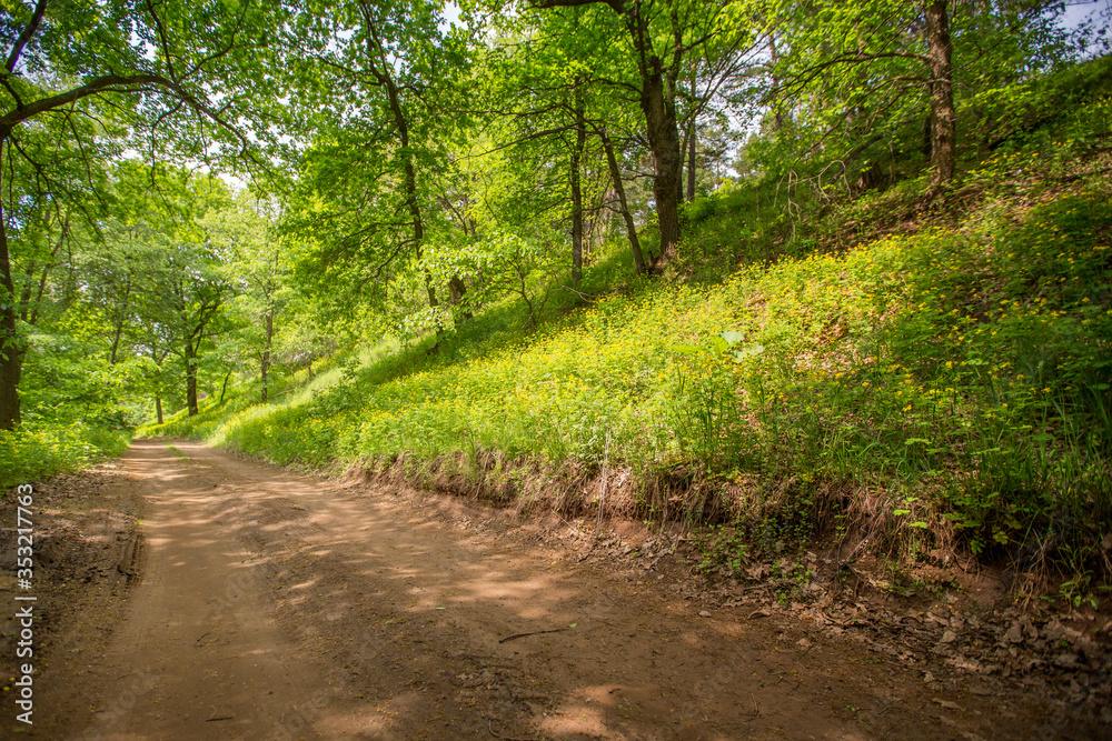 Obraz premium country dirt road in the forest