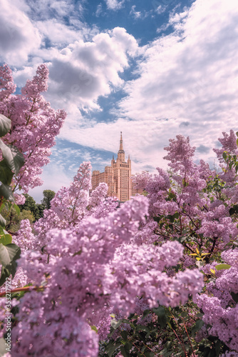 Stalin's skyscraper on Barrikadnaya. High-rise on Kudrinskaya Square. Moscow landmark and lilac bush. Spring flowering in the city.
