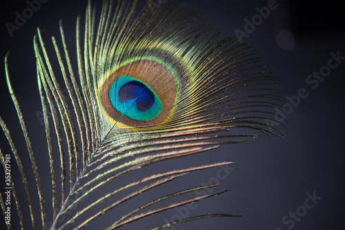 peacock feather on a blue background