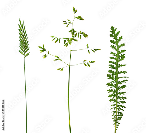 Set of green grass and spikelets photo