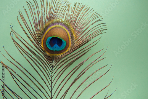 peacock feather on a mint green background