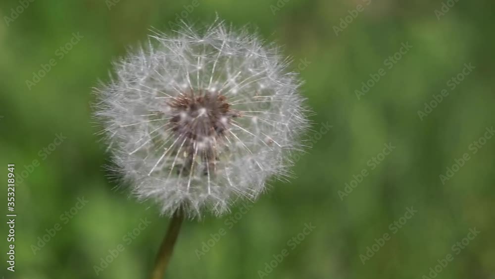 Puffy dandelion