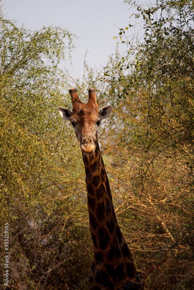 Fototapeta premium giraffe in the wild