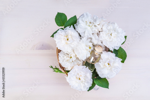 White Damask Rose flowers (Rosa damascena)