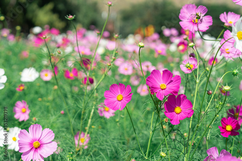 Pink cosmos flower blooming in the garden with blurred background. © NewSaetiew