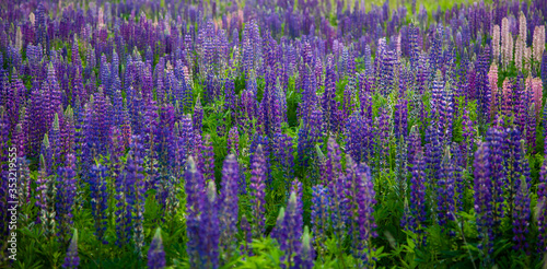 Lupins on a field with a green background