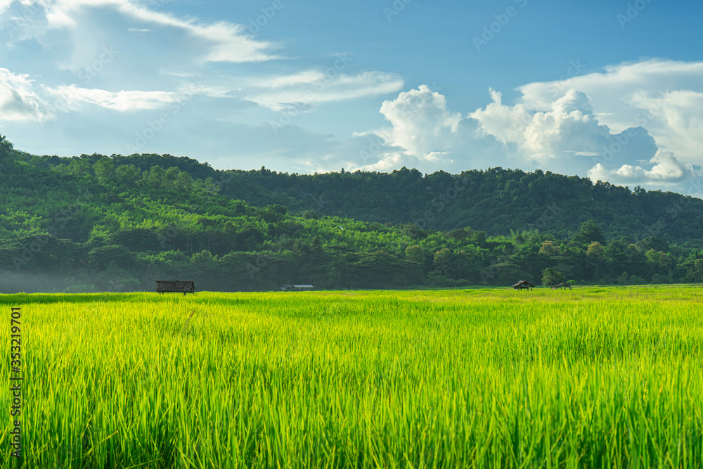 Green rice field with mountains at time sunset. Green rice field with mountains at time sunset.