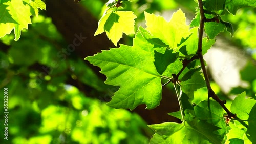 Saccharin maple leaves (acer saccarina). The plant normally reaches a height of 8-10 m. It is one of the most common trees in the United States photo