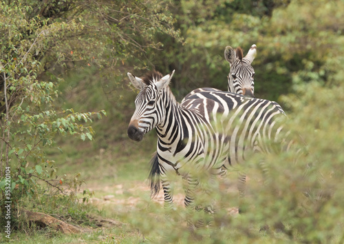 Zebras in the forest of Masai Mara  Kenya