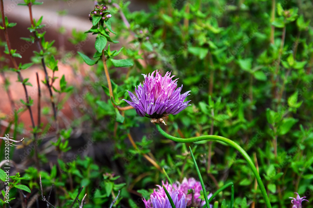 Chives purple flower, Allium schoenoprasum, close up with green herbs in the background Chives purple flower, Allium schoenoprasum, close up with green herbs in the background