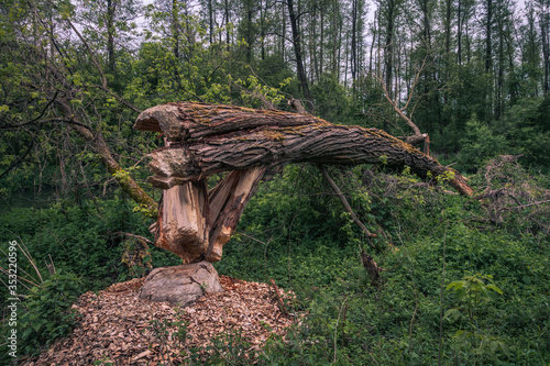 Tree felled by beavers in Jeziorka valley near Piaseczno, Poland