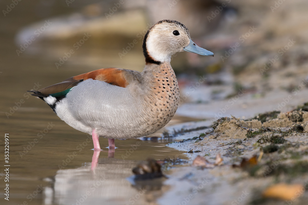 Ringed teal (Callonetta leucophrys), male sitting on the shore of the lake Ringed teal (Callonetta leucophrys), male sitting on the shore of the lake