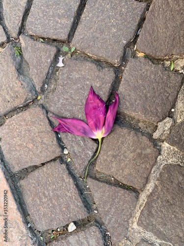 rose on the ground