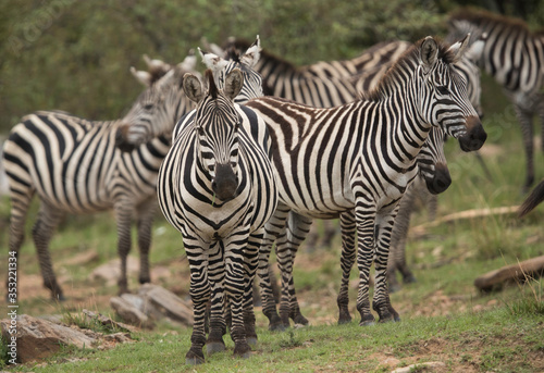 Zebras in the Savannah grassland  Masai Mara