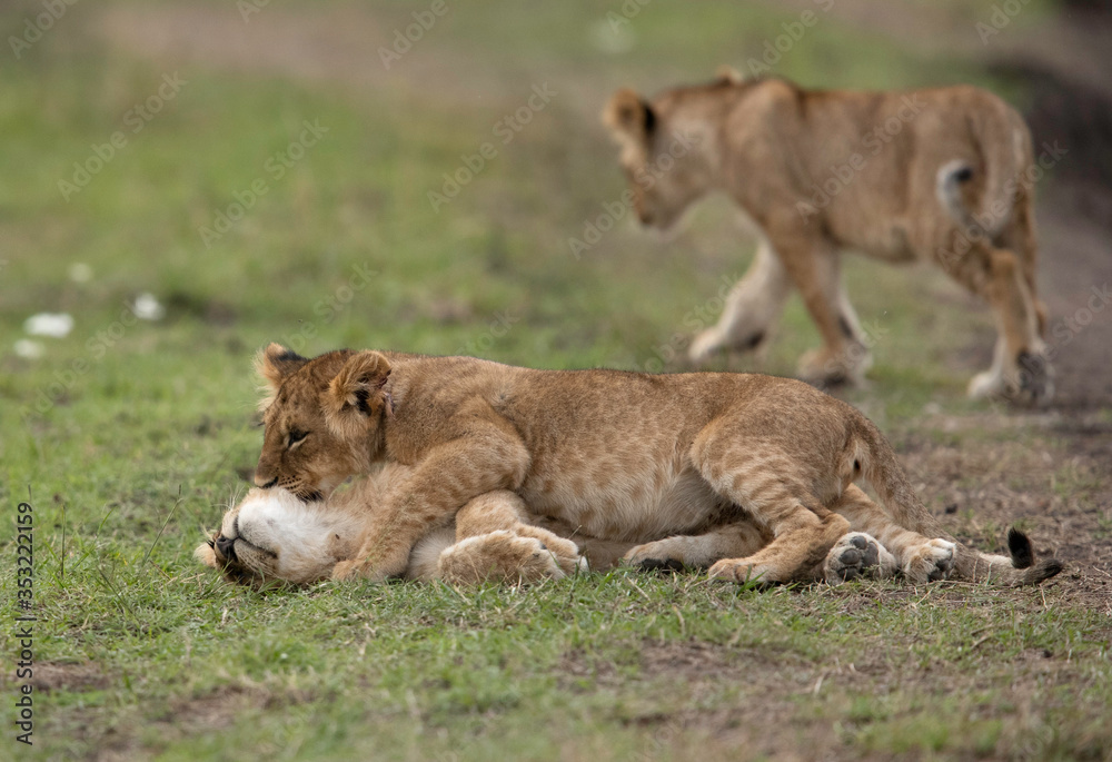 Lion cubs playing at Masai Mara, Kenya Lion cubs playing at Masai Mara, Kenya