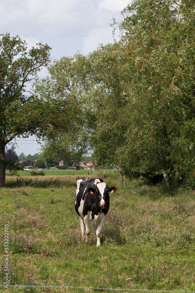 black and white cow in field with trees black and white cow in field with trees