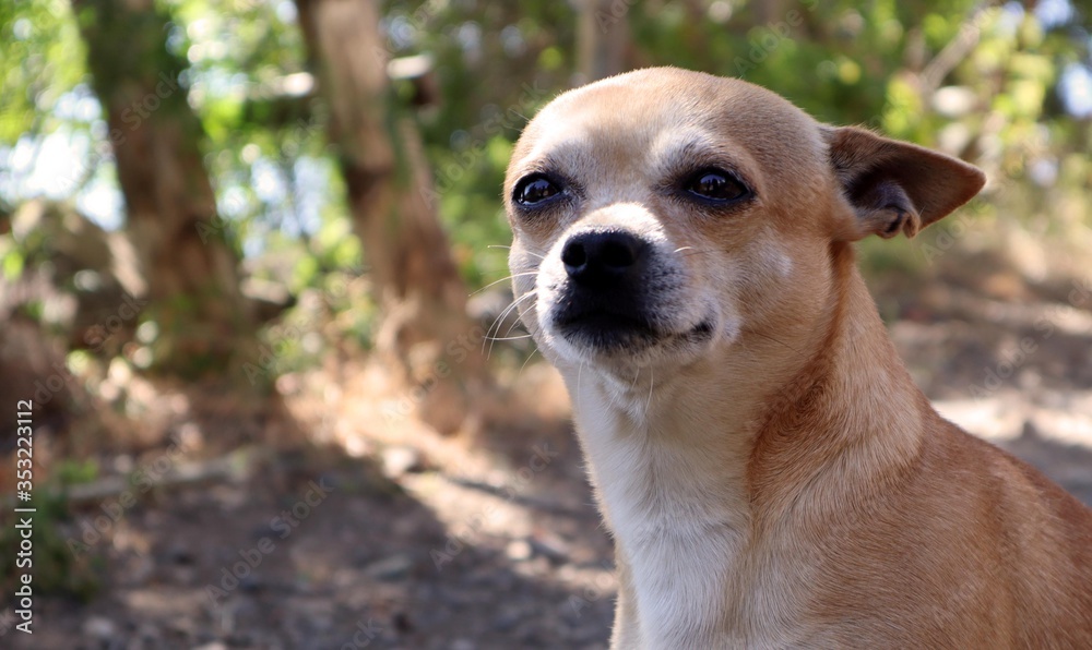 Portrait of a witty chihuahua