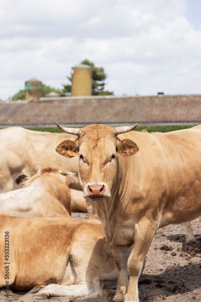 portrait of brown cow in herd looking at camera portrait of brown cow in herd looking at camera