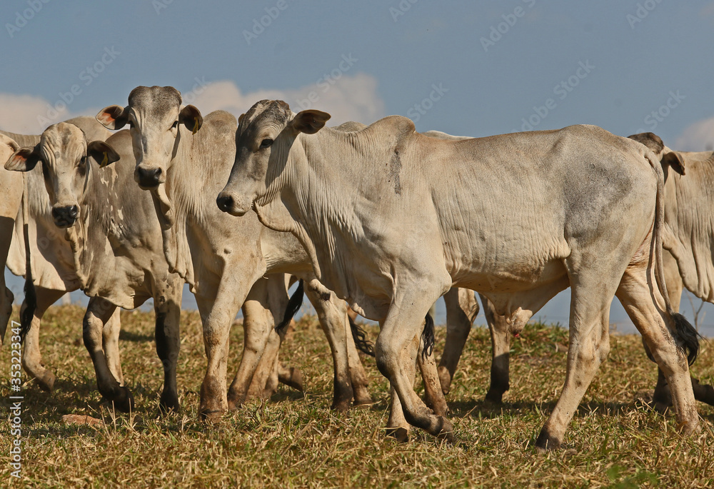 herd of cattle Nelore for slaughter herd of cattle Nelore for slaughter