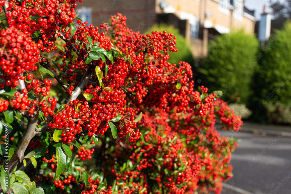 red berries in a bush