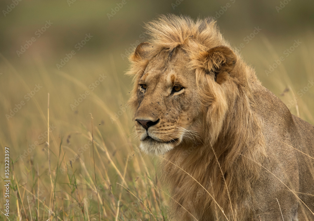 A portrait of a subadult lion at Masai Mara, Kenya