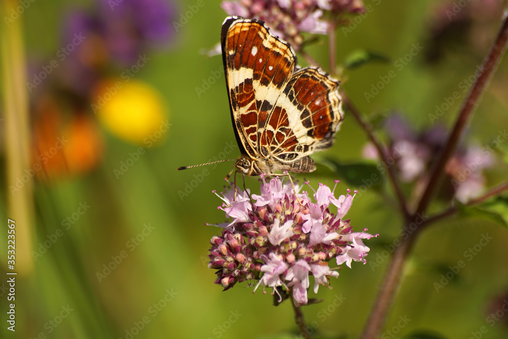 motyl na śniadaniu na kwiatkach motyl na śniadaniu na kwiatkach