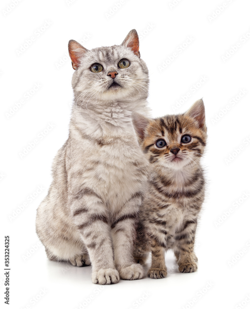 Cat and kitten. Cat and kitten.